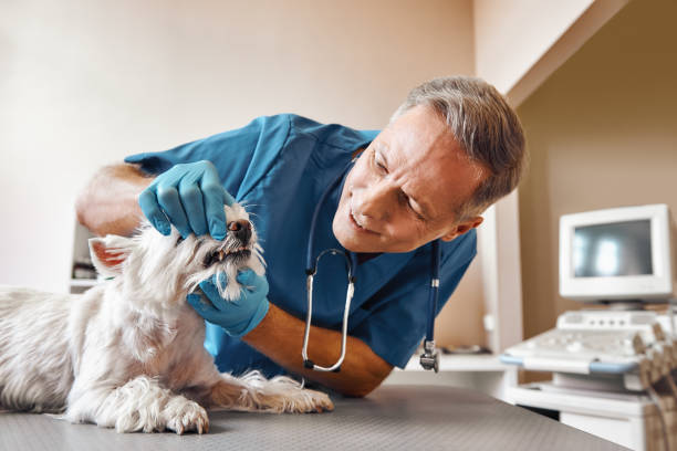 Best Walk-In Emergency Dental Services in Vilge St George, LA
